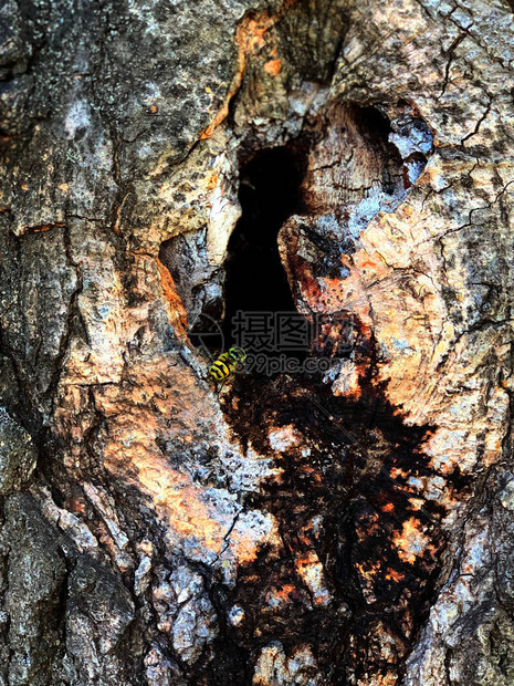 黄蜂在树洞里有马蜂窝的老树图片