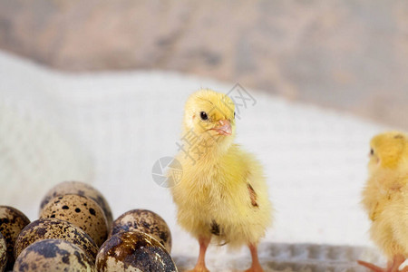 刚出生的黄鸡小鸡从蛋中孵化出来小鸡和家禽图片