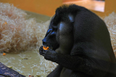 吃水果的大狒狒图片