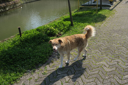 中华田园犬流浪狗在城市街道上寻找食物动物背景