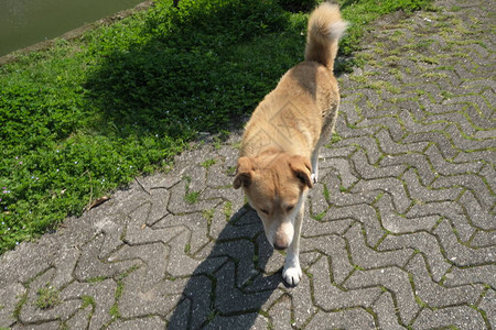 中华田园犬流浪狗在城市街道上寻找食物动物背景