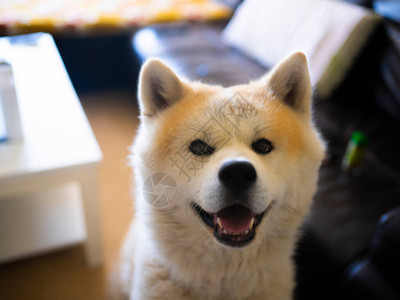 秋田犬看着它的主人图片