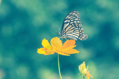 花上美丽的蝴蝶图片