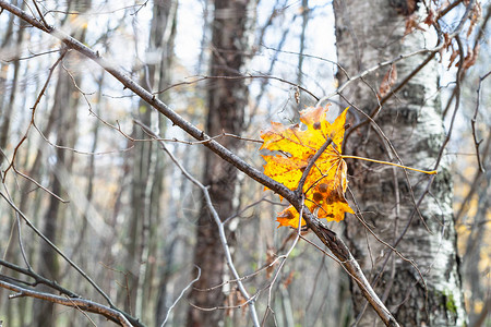 秋末阳光明媚的秋天在城市公园树枝中缠背景图片