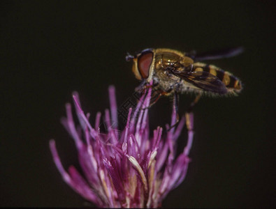 Hoverfly吮吸蓟花图片