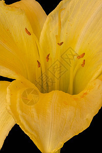 一朵大开的亮黄色花菜的内部图片