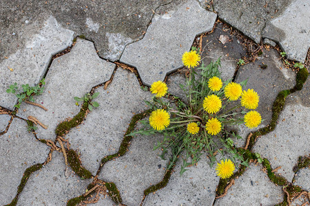蒲公英布什生长在路面瓷砖特写一朵花冲破人行道坚韧不拔的理念图片