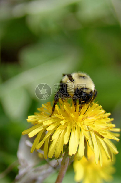 大黄蜂GenusBombus从花图片