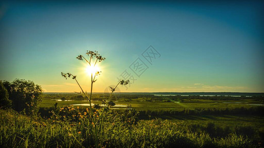 在背光的地平线上野花在太阳的映衬下图片