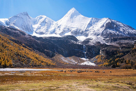 山风景在稻城亚丁的雪山四川图片