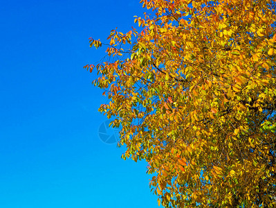 蓝色天空的黄色树叶图片