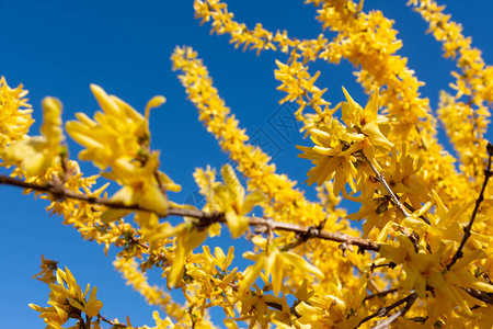 春时黄色的五月花朵在蓝图片