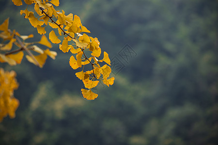 秋天的金黄银杏树叶背景图片