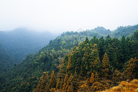 山里的秋天森林图片