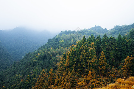 山里的秋天森林背景图片