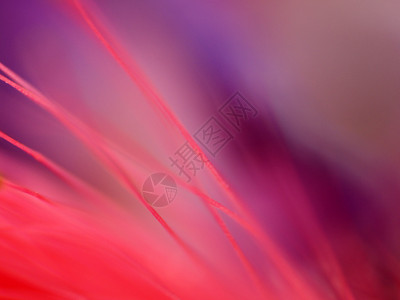 紫花微距背景图片