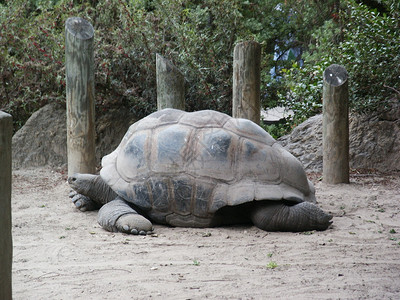 动物园里的一只大乌龟图片
