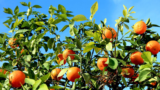 柑橘水果在蓝天背景下在树上图片