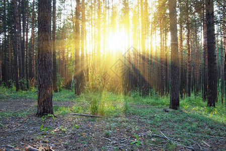 树林里美丽的日落图片
