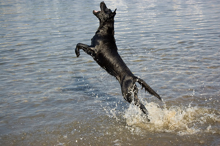 一只黑狗在海边玩耍图片