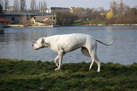 一只在湖边散步的阿根廷杜高犬图片