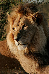 南非卡拉哈里沙漠非洲大雄狮子PantheraL图片