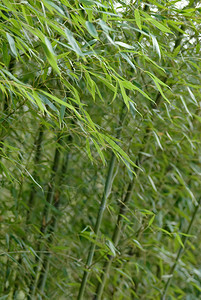 竹子花园绿色运图片