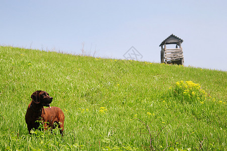 在草地的狗一个木狩猎图片