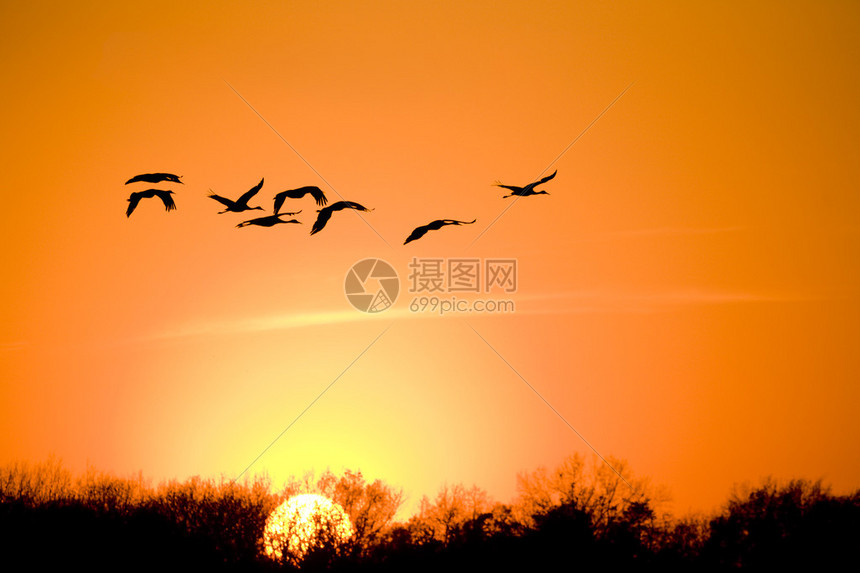 以日落为背景的飞沙丘鹤剪影图片