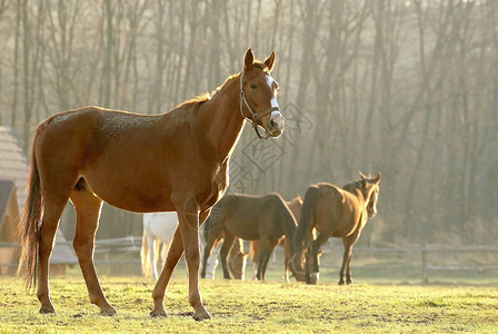 在太阳升起的光照下一匹马站在图片