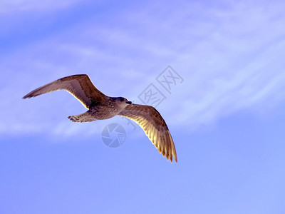 天空翱翔的海鸥图片