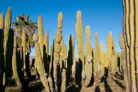 墨西哥索诺兰沙漠的风图片
