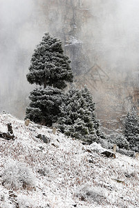 冬季山区雾中的树木和岩石图片