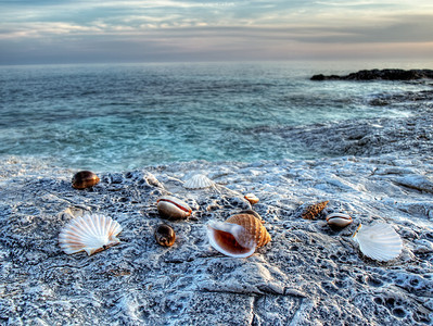亚得里亚海岩石海岸上的亚得里亚海贝壳图片