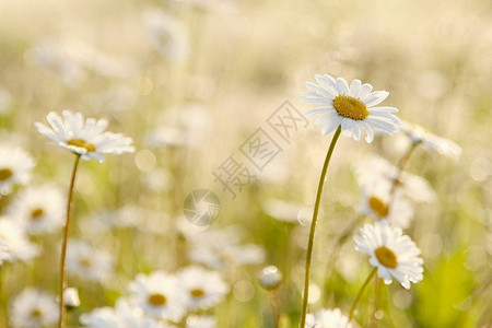 在初升的阳光下草地上的雏菊带着晨露背景图片