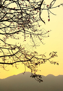 日落和一棵树炸图片