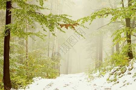 地上埋着雪在迷雾的秋初树林中山毛图片