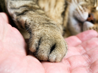 猫爪子在男人手中的特写图片