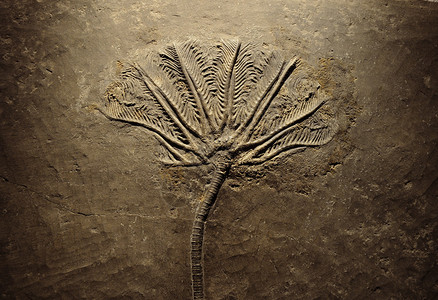 蕨类化石图片