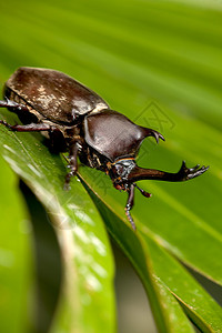 Rhinoceros甲虫Allomyrinadithotomus图片
