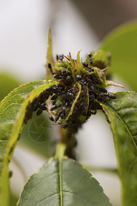 蚂蚁和虫群围在一棵内壳树的粘图片