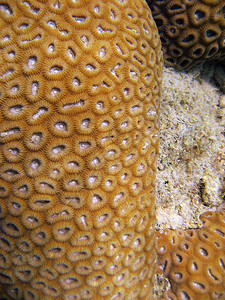 澳大利亚大堡礁水下生命背景图片