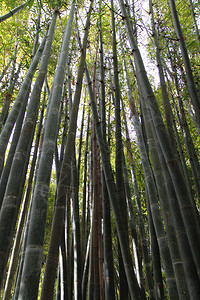 竹林流水Jardine背景