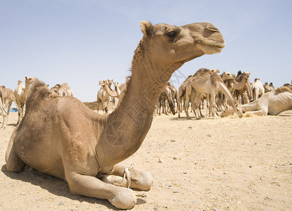 埃及市场上的单峰骆驼图片