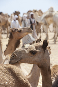 非洲骆驼市场上的单峰骆驼图片