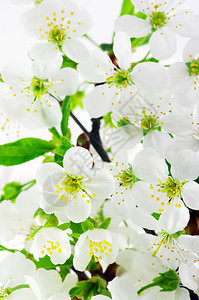 在白色背景的樱桃白花图片