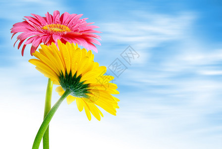 两朵色彩多的花朵与柔软的阴云图片