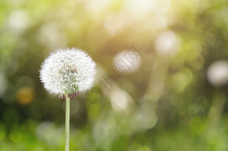 绿色草地背景的Dandelion以bokeh和自然颜图片