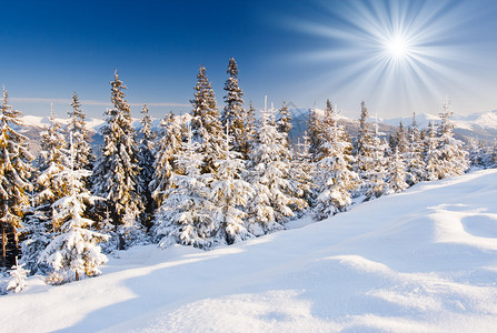 山上覆盖着白霜和雪的树木图片