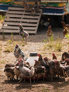 科罗拉多州柯林斯堡养鸡场的鸡图片
